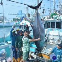 屏東黑鮪魚季「第一鮪」確認 　4/20東港魚市場熱鬧拍賣