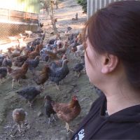 石虎偷吃雞！保育協會集資改造雞舍