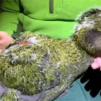 紐西蘭拚復育「鴞鸚鵡」！75隻鳥寶寶成功孵化