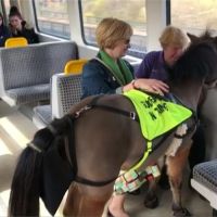 引導視障人士 英國首匹導盲馬地鐵實戰