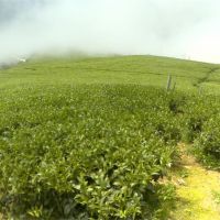 雨量少阿里山春茶產量減 價格上漲至少20%