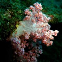 海底驚豔！墾丁海域紀錄到7種新命名軟珊瑚