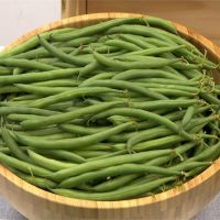 台灣新品種菜豆「台中6號」問世！沒筋絲、甜度更高