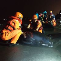 旗津擱淺六隻小虎鯨  海巡救回其中五隻