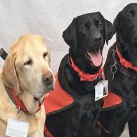 英大學引進五隻拉布拉多助教犬  紓解學生壓力