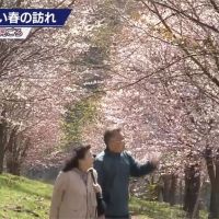 日本福島北鹽原村櫻花盛開 花期到週六