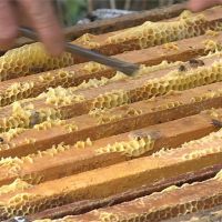 蜂蜜產量不到去年的1/10！農委會補助砂糖費救蜂農