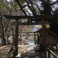 【高知・大豐町】日本建國前即存在！探訪見證歷史更迭的古老巨木【杉之大杉】