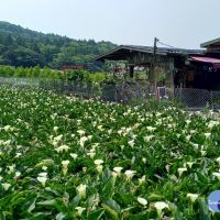 竹子湖白色海芋賞花期間至5月底　繡球花接力綻放
