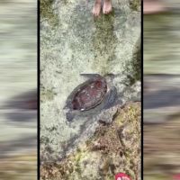 屏東海龜龜殼破洞慘死 傷口與魚叉不符死因待查