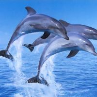 療癒人類的海中靈魂-海豚