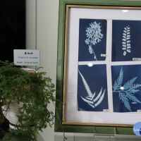 科博館推母親節押花特展　用藝術記錄植物園蕨類軌跡