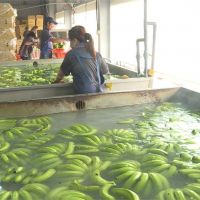 農糧署與日商簽訂單 年底前500公噸香蕉銷往日本