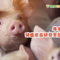 中國研發豬瘟疫苗　專家憂呷緊弄破碗