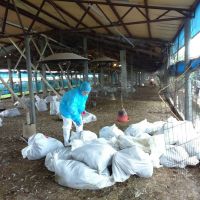 禽流感難除危害 彰土雞場撲殺約兩千隻雞