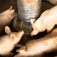 旅客注意！南韓防非洲豬瘟 6月攜帶疫區豬肉入境罰百萬