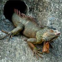 綠鬣蜥高雄愛河出沒 潛水、挖洞會破壞溝渠
