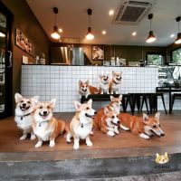 泰國「柯基咖啡廳」有12隻超萌短腿柯基等著包圍你！一整天絕對不想出來啦～