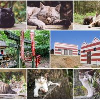 貓奴通通照過來！國際六大賞貓景點，主子召喚ing，台灣這一處也上榜！
