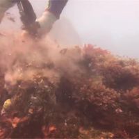 海底廢棄魚網多！搶救珊瑚礁大作戰