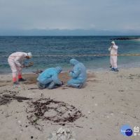 屏東小琉球海岸發現豬屍　非洲豬瘟防疫不能停
