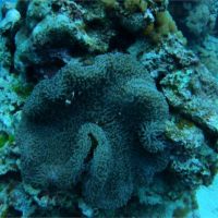 兩年多前遭颱風襲擊傾倒！綠島大小香菇珊瑚生態逐漸恢復