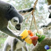 猴子吃水果冰粽過端午　六福村保育員創意巧思
