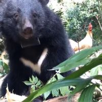 「牠們比貓熊還珍貴」 CNN網頁報導台灣黑熊生存困境