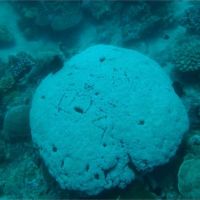 小琉球亂象！浮潛客踩海龜、珊瑚刻名字