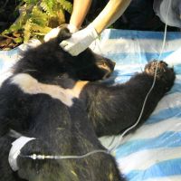 臺灣黑熊誤入獵捕套索 發現是二度誤入