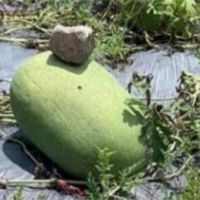 「石頭壓西瓜」網路熱議 宜蘭農民大揭密