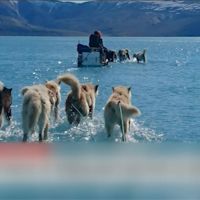 狗在水上拉雪橇？格陵蘭近20億噸冰一天融化