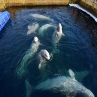 俄羅斯將釋放近一百頭鯨囚