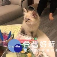 冒用合法店家許可證上網販售布偶貓　新北動保處開罰18萬元