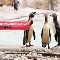 認了吧！ 有些企鵝是同志