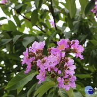 盛夏街頭風景畫　北市大花紫薇綻放