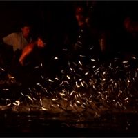 近年漁獲量銳減 金山「蹦火仔」爆失傳危機