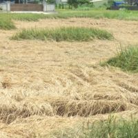 北彰化水稻遭褐飛蝨肆虐眾多農民爭取專案救助