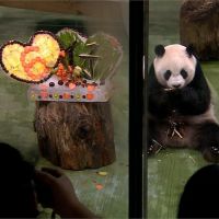 貓熊圓仔6歲生日趴 動物園特製消暑冰蛋糕