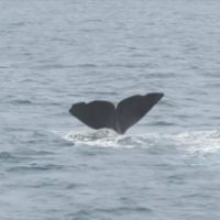 「羅臼町」鯨豚聚集奇景 憂開放捕鯨衝擊觀光