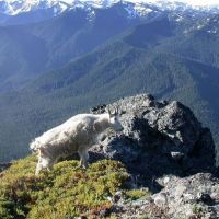 美國奧林匹克國家公園恢復山羊遷移作業