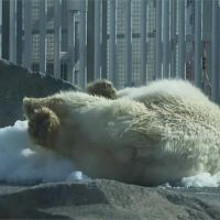 全球熱浪來襲！動物園製冰為北極熊降溫