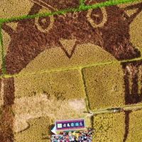 南投中原部落巨型貓頭鷹彩繪稻田慶豐收 從小體驗食農教育