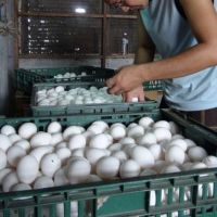 搶救雞產業 彰化萬份茶葉蛋、蛋塔、雞排免費嚐