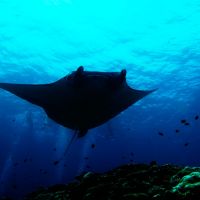 藏在峇里島的潛水秘境在這！竟然可以和鬼蝠魟、翻車魚共游...壯觀程度，完全不會輸給鯨鯊！