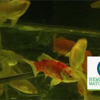東京金魚藝術展登場 上萬隻金魚重現江戶風情