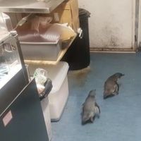 紐西蘭壽司店逮獲兩竊賊 竟是兩隻小藍企鵝