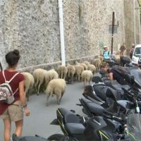 巴黎奇景！綿羊群艾菲爾鐵塔旁逛街吃草