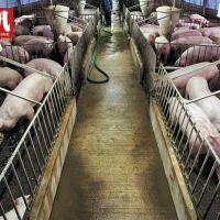 非洲豬瘟帶動中國市場缺口，國內豬價水漲船高