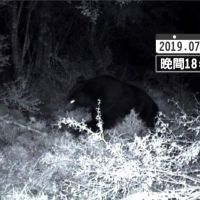 防黑熊闖進山屋 台東林管處建置通報系統